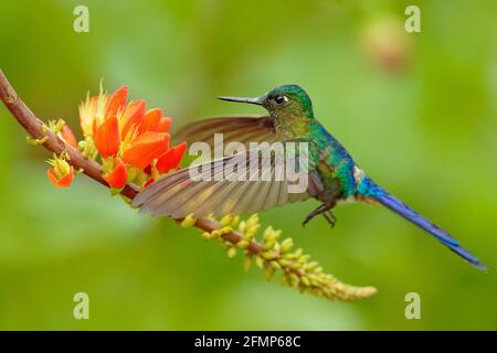 Hummingbird Long-tailed Sylph, Aglaiocercus kingi with orange flower, in flight. Hummingbird from Colombia  in the bloom flower, wildlife from tropic Stock Photo