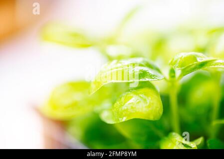 Close-up of microgreen basil in 6 days. Germinating seeds at home. Vegan and healthy food concept. Sprouts are obtained from high quality seeds from o Stock Photo