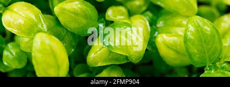 Microgreen foliage background. Close-up of microgreen basil in 6 days. Germinating seeds at home. Vegan and healthy food concept. Sprouts are obtained Stock Photo