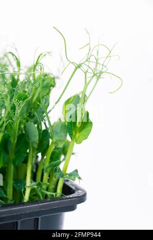 Environmentally friendly food. Pea microgreens close up. Stock Photo
