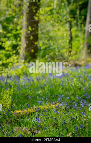 Bluebells Growing in Woods in Pollok Country Park in Glasgow Scotland Stock Photo