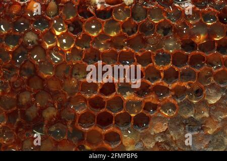 Honey Bee Wax . Beeswax  full with honey Stock Photo