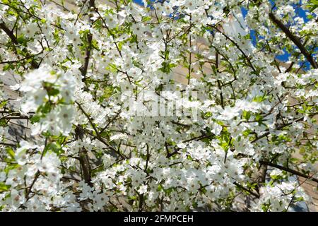 Floral texture with plums blossom with white flowers. Blooming prune tree in the garden. Stock Photo