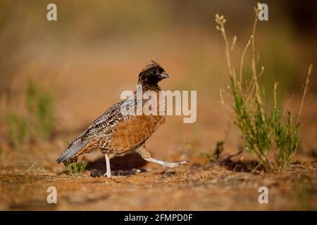 Masked Bobwhite Quail - adult male photographed in the wild - not a captive specimen