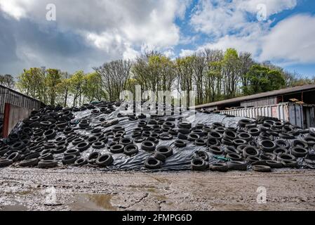 Old tyres used on dairy farm Stock Photo