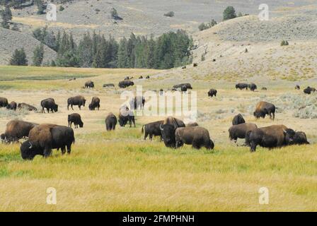 Panoramic view of a large herd of wild Buffalo feeding in the beautifully colorful hills of Yellowstone National Park, Wyoming, USA. Stock Photo