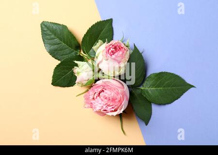 Roses with leaves on two tone background Stock Photo