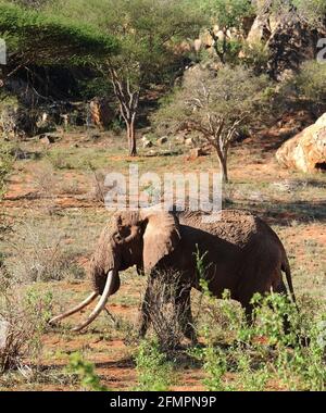 Kenya Africa Tsavo Nat. Park Old Elephant with long tusks Stock Photo