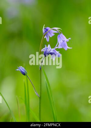 Solitary Bluebell flower (Hyacinthoides non-scripta) photographed against a blurred foliage background Stock Photo