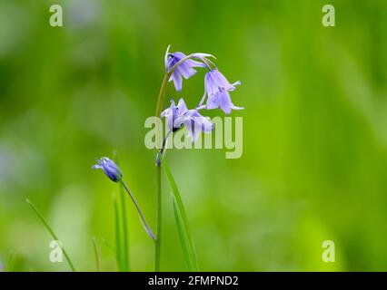 Solitary Bluebell flower (Hyacinthoides non-scripta) photographed against a blurred foliage background Stock Photo
