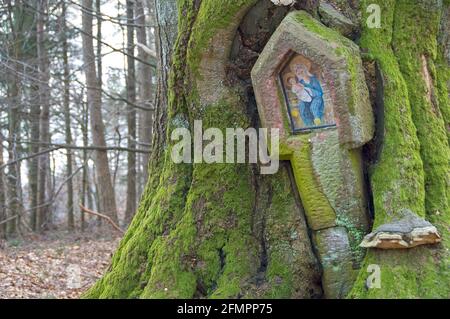 Tree miracle in a German forest Stock Photo