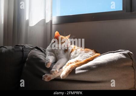 brown and white cat with yellow eyes lying on a sofa, sleeps under the light of the window Stock Photo