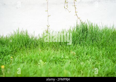 Beautiful fresh juicy green grass in front of an old white wall. Copy-paste text, background, green lawn at the back yard, countryside landscape Stock Photo