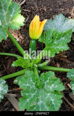 Italy, Lombardy, Zucchini Flowers, Courgette Blooms, Pumpkin Flower Growing in Field Stock Photo
