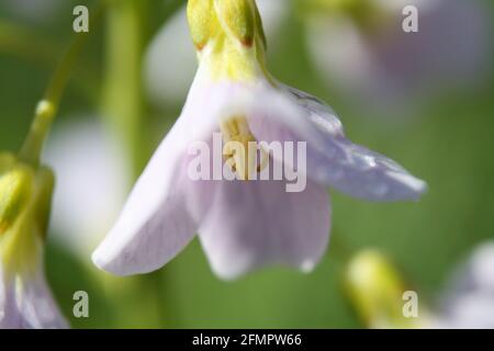 Macro close-up of an individual Lady's Smock flower (Cardamine pratensis, also known as cuckoo flower, mayflower, or milkmaids) facing downwards Stock Photo