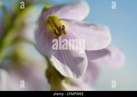 Macro close-up of an individual Lady's Smock flower (Cardamine pratensis, also known as cuckoo flower, mayflower, or milkmaids). Stock Photo