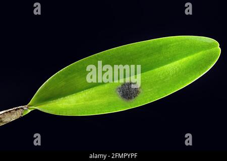 diseased orchid leaves with fungal spots, diseased plant Stock Photo