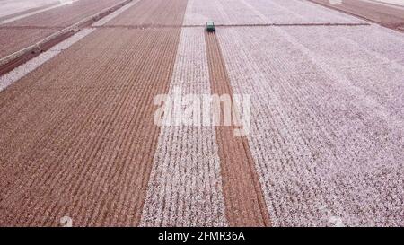Cotton Plant. Cotton picker working in a large cotton field. Stock Photo