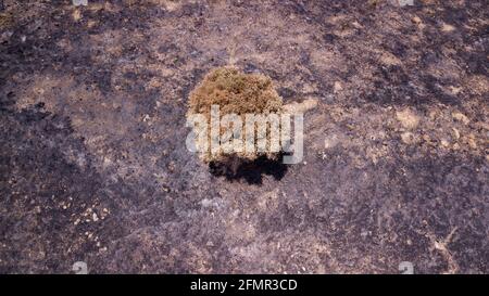 Drone view on a green tree on a post Forest fire-scorched land. Stock Photo