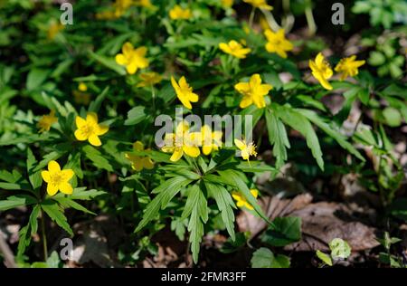 Yellow anemone (or Anemonoides ranunculoides) flowers in a spring time in the wood Stock Photo