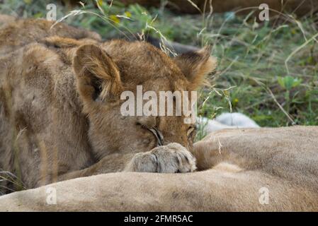 Close up of suckling young lion cub, Panthera leo, game reserve, Greater Kruger National Park, South Africa Stock Photo