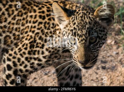 Close up of leopard cub (Panthera pardus)  on dirt track, Greater Kruger National Park, South Africa Stock Photo