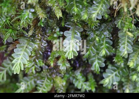 https://www.alamy.com/plagiochila-porelloides-commonly-known-as-lesser-featherwort-moss-image425853048.html
