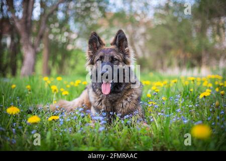 German Shepherd Dog (Alsatian) in the flowers Stock Photo