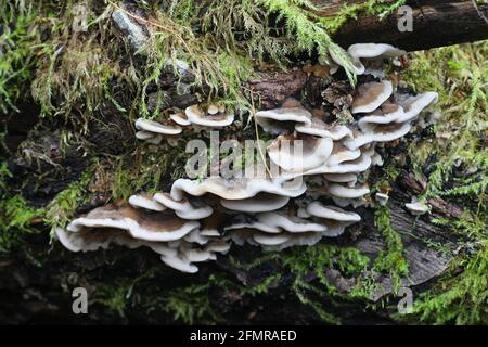 Bjerkandera adusta, known as the smoky bracket, wild fungus from Finland Stock Photo