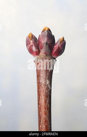 Leaf bud of Norway Maple, Acer platanoides, photographed in April Stock Photo