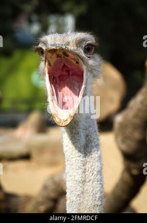 Close up portrait of ostrich , with beak open Stock Photo