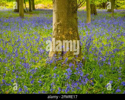 Oxfordshire Landscape, Bluebell Woods, Mapledurham, Oxfordshire, England, UK, GB. Stock Photo