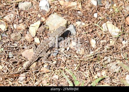 Bearded Dragon lizard on a rocky path looking around, view from above. Stock Photo