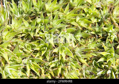 Top view of Deuterocohnia lorentziana succulent cacti in bright sunlight. Stock Photo
