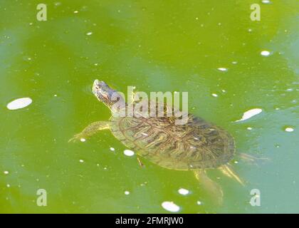 Pond Slider Turtle floating on the surface of murky pond water Stock Photo