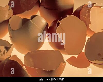 large amount of broken eggshells, illuminated from below Stock Photo