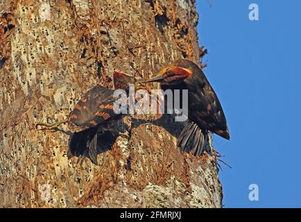 Orange-backed Woodpecker (Chrysocolaptes validus xanthopygius) male feeding juvenile Taman Negara NP, Malaysia            February Stock Photo