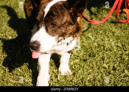 Brown corgi on a leash on green grass. Walk on a sunny day. Happy pet. Walk or dog show Stock Photo