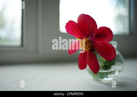 Red peony flower in a vase on white windowsill. Stock Photo