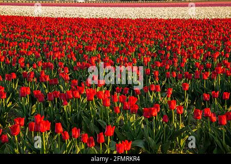 WA19590-00...WASHINGTON - Commercial field of red, white and pink tulips in the Skagit Valley near Mount Vernon. Stock Photo