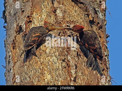 Orange-backed Woodpecker (Chrysocolaptes validus xanthopygius) male feeding juvenile Taman Negara NP, Malaysia            February Stock Photo