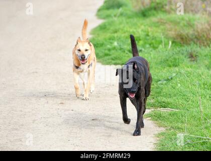 One black Labrador and one brown Labrador dog running down a gravel path through green grass Stock Photo