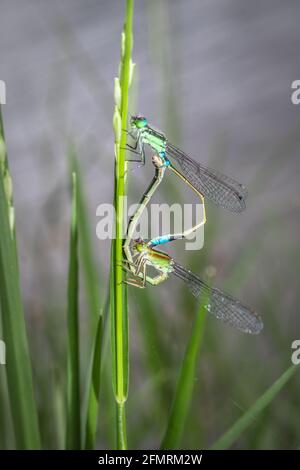 Two mating blue damselflies sitting on pink aster flower Stock Photo ...