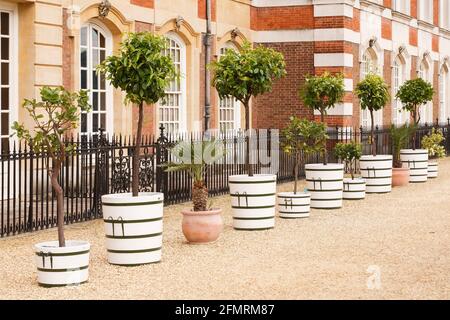 LONDON, UK - July 22, 2011. Row of citric fruit (lemon) trees, standard trees in containers at Hampton Court Palace Gardens Stock Photo