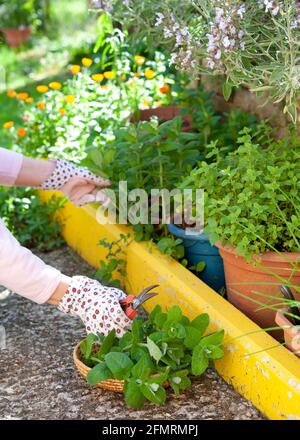 Picking aromatic herbs from a dedicate flowerbed. Stock Photo