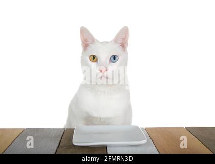 White kitten with heterochromia, or odd-eyed one yellow one blue sitting at a patterned wood table with a square white plate looking directly at viewe Stock Photo