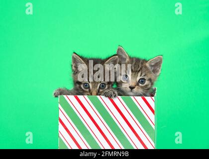 Close up of two adorable grey, black and brown tabby kitten peaking out of a striped holiday box with green background. Looking directly at viewer wit Stock Photo