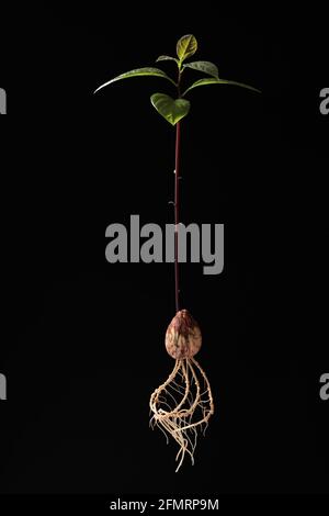 Young fresh avocado sprout with leaves isolated on dark background. Closeup. Stock Photo