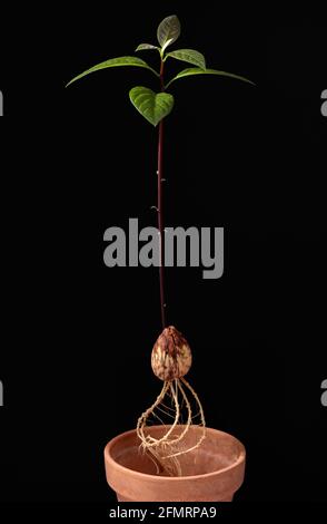 Planting a young fresh avocado sprout with leaves in a pot. Dark background. Stock Photo