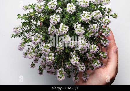 Fresh thyme flowers isolated on a white background. Directly above. Stock Photo